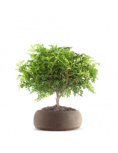 Super Pepe Bonsai Kit