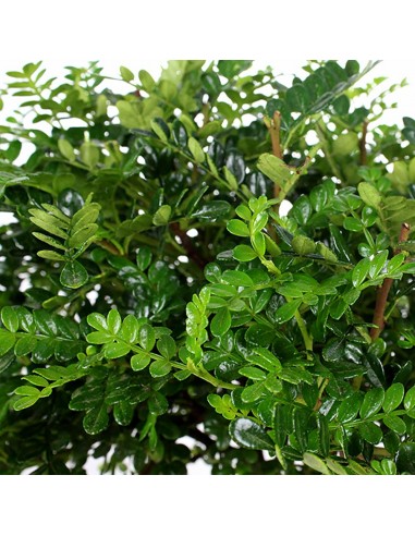 Super Pepe Bonsai Kit