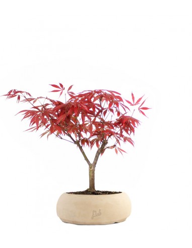 Acero rosso Kit