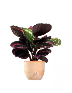 Calathea dottie 2