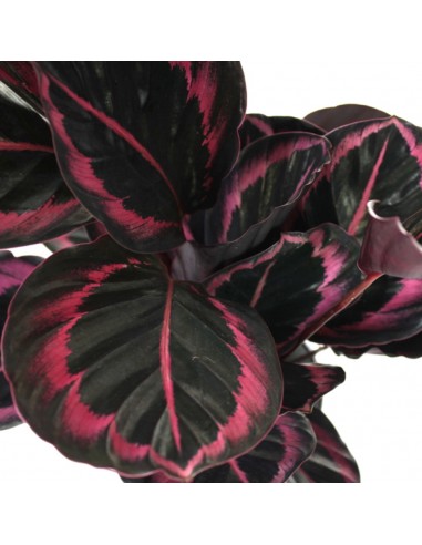 Calathea dottie