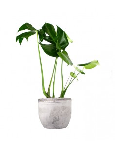Filodendro monstera deliciosa