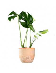 Filodendro monstera deliciosa 2