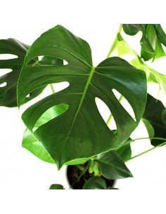 Filodendro monstera deliciosa 2