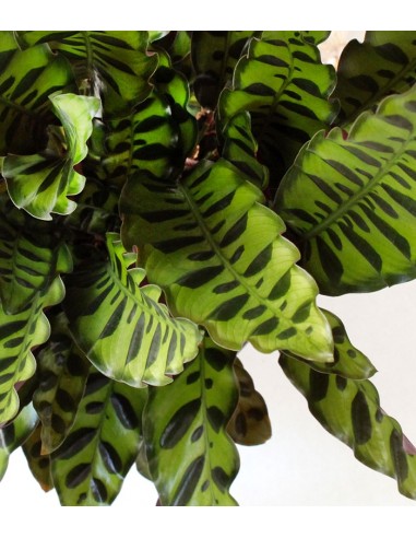 Calathea lancifolia