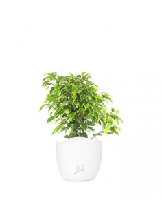 Ficus benjamin - variegato