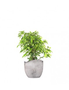 Ficus benjamin - variegato 2