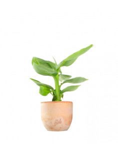 Pianta di banano tropicale 2