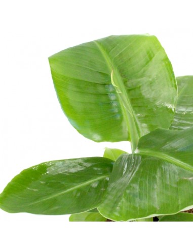 Pianta di banano tropicale