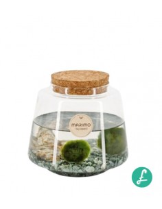 Marimo in vetro 13x20 cm