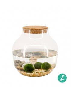 Marimo in vetro 19x15