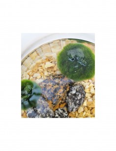 Marimo in vetro 19x15 2