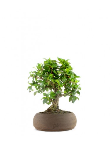 Bonsai Carmona Bonsai Carmona