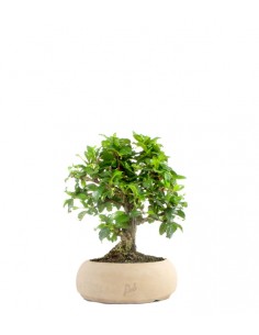 Bonsai Carmona 2
