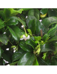 Bonsai Carmona 2