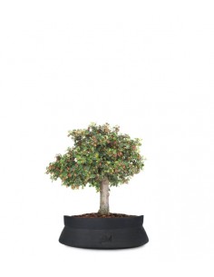 Cotoneaster Alberello