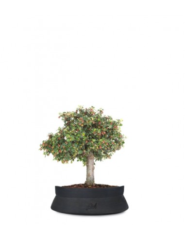 Cotoneaster Alberello Cotoneaster Alberello