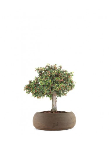 Cotoneaster Alberello Cotoneaster Alberello
