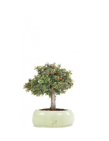 Cotoneaster Alberello Cotoneaster Alberello