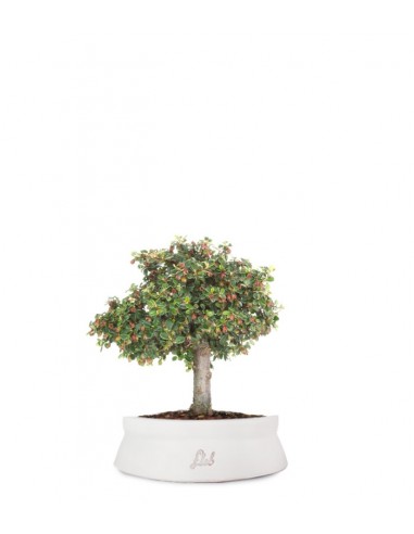 Cotoneaster Alberello Cotoneaster Alberello