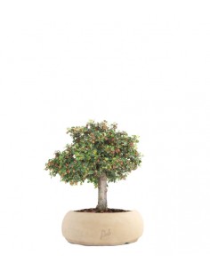 Cotoneaster Alberello 2