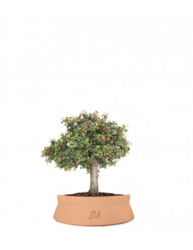 Cotoneaster Alberello Cotoneaster Alberello