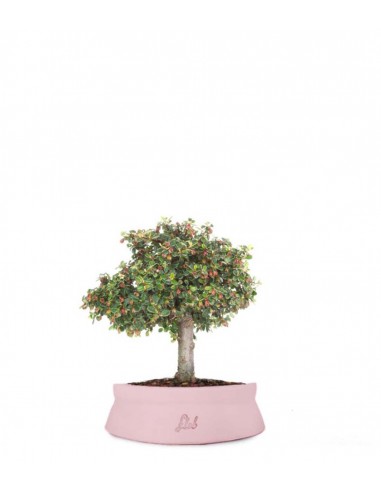 Cotoneaster Alberello Cotoneaster Alberello