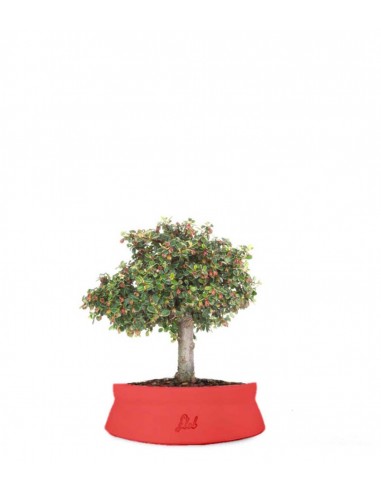 Cotoneaster Alberello Cotoneaster Alberello