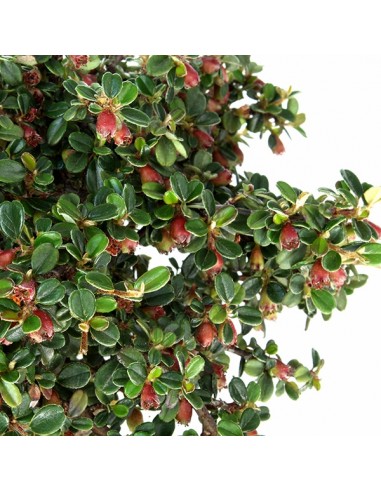 Cotoneaster Alberello Cotoneaster Alberello