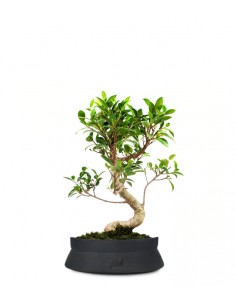 Ficus Retusa S