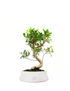 Ficus Retusa S 2