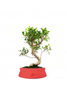 Ficus Retusa S 2