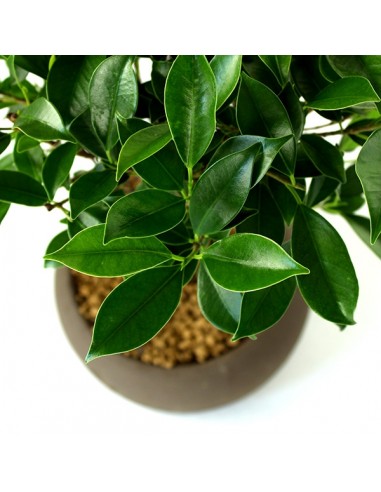 Ficus Retusa S