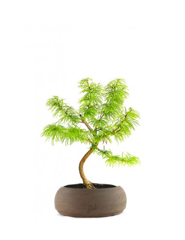 Pseudolarix S Pseudolarix S