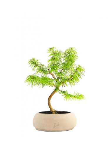 Pseudolarix S Pseudolarix S