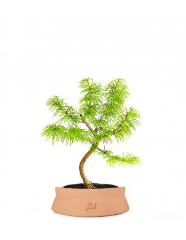 Pseudolarix S Pseudolarix S