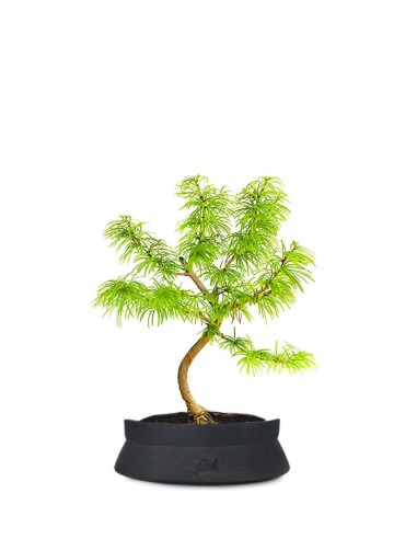 Pseudolarix S Pseudolarix S