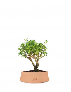 Serissa Variegata Bonsai