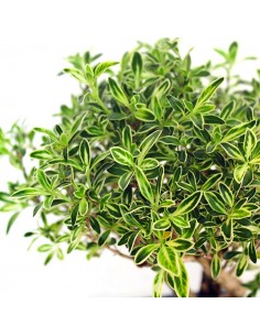 Serissa Variegata Bonsai 2