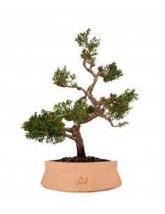 Ginepro Itoigawa Impalcato 2