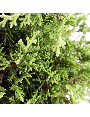 Ginepro Itoigawa Impalcato