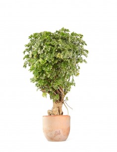 Polyscias Fruticosa variegata 2