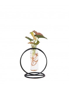 Synognium idroponico rosa |...