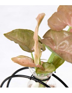 Synognium idroponico |... 2