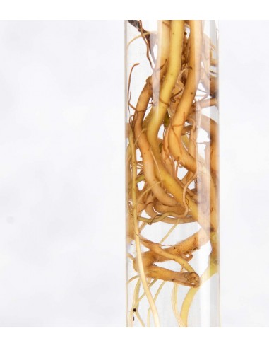 Synognium idroponico rosa | Provetta...