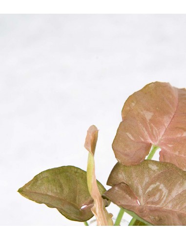 Synognium idroponico rosa | Provetta...