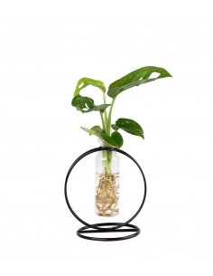 Filodendro Monkey Mask...