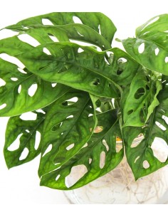 Filodendro Monkey Mask... 2