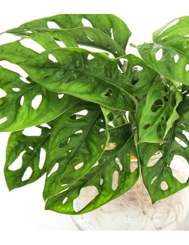 Filodendro Monkey Mask Idro