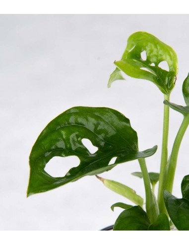 Filodendro Monkey Mask Idroponico |...